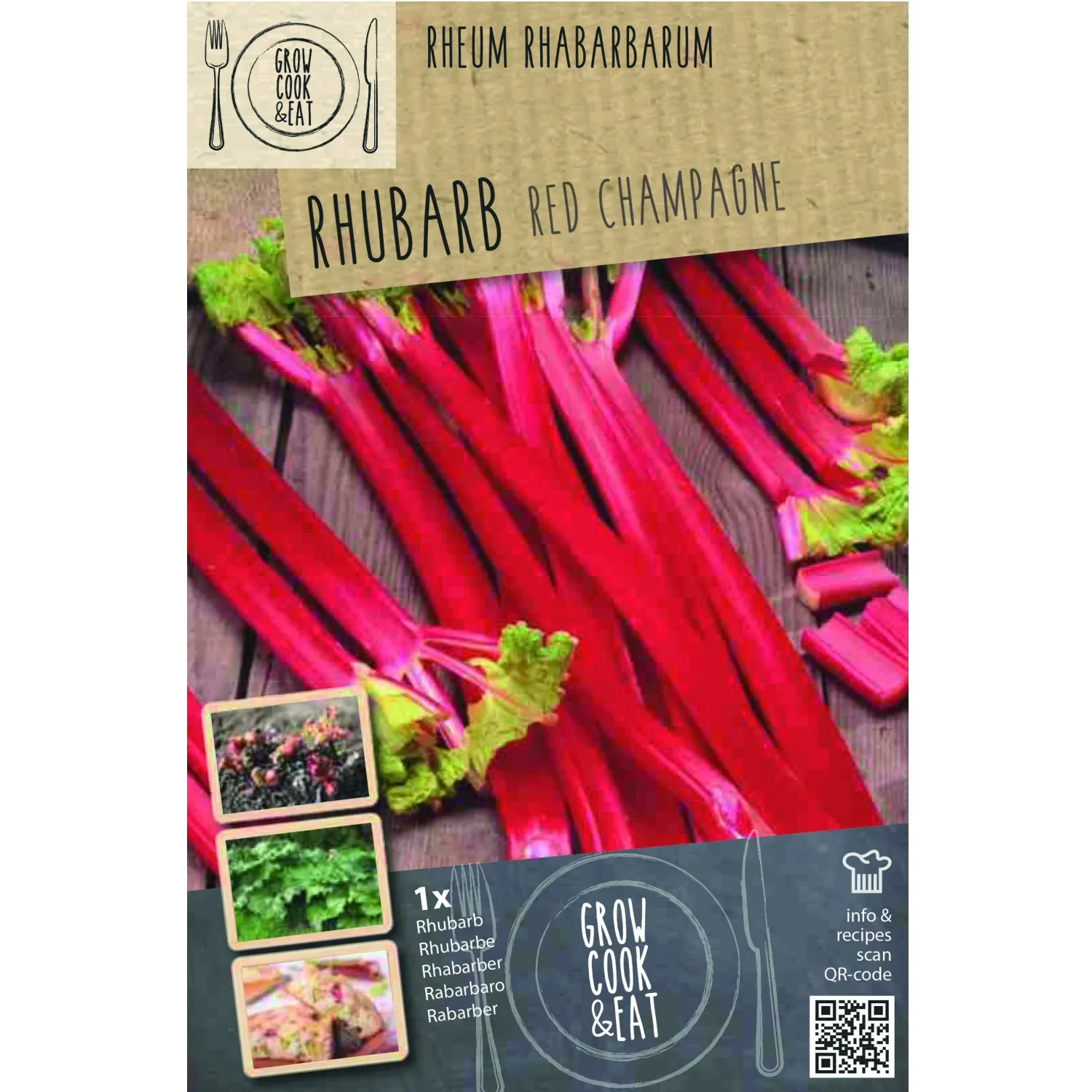 RHEUM RHABARBARUM RED CHAMPAGNE  BIO x 1