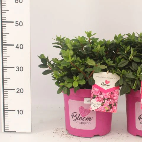 Rhod.(AJ) Bloomchampion pink 3 Ltr pot