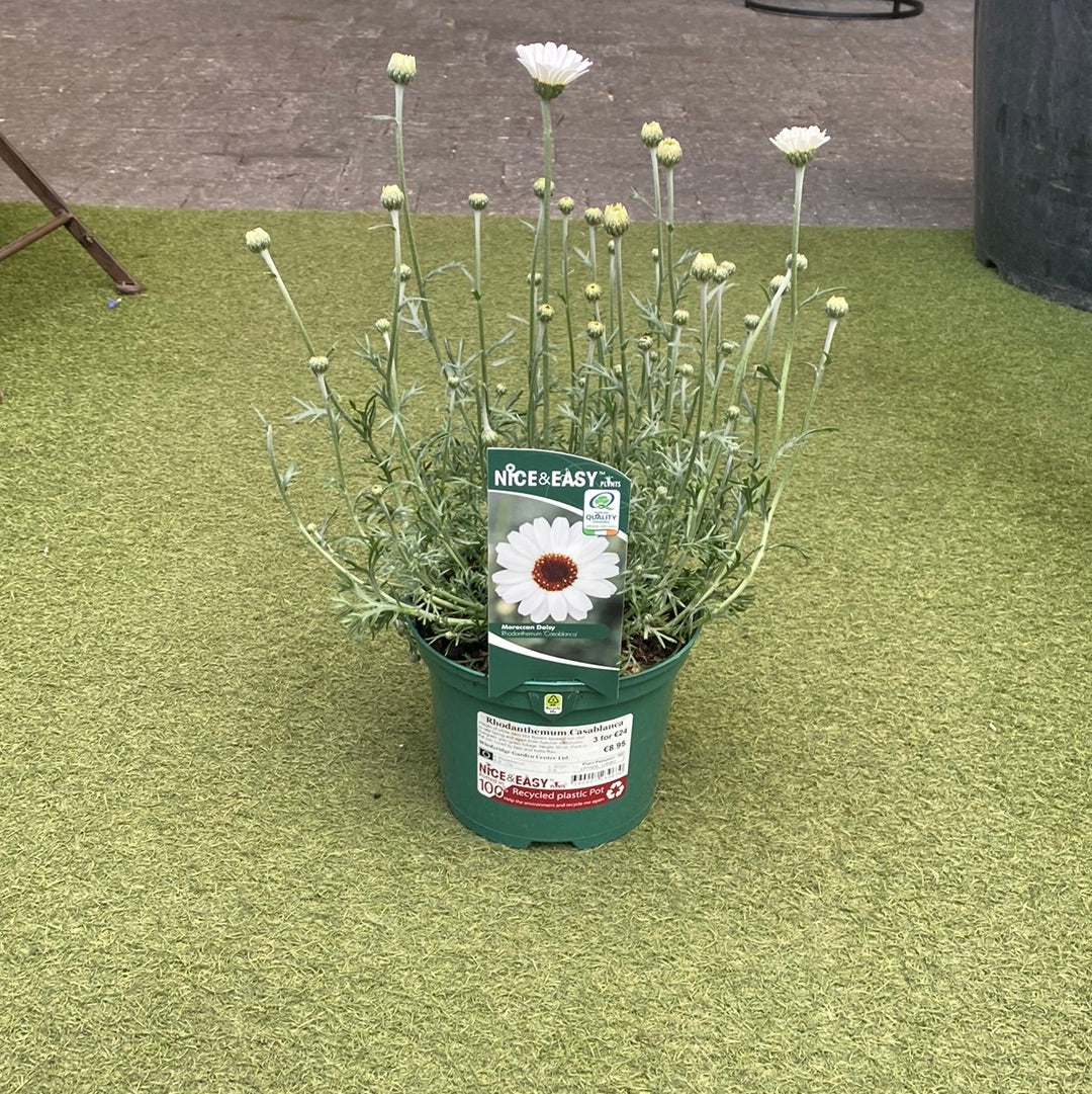Rhodanthemum Casablanca - Image 3