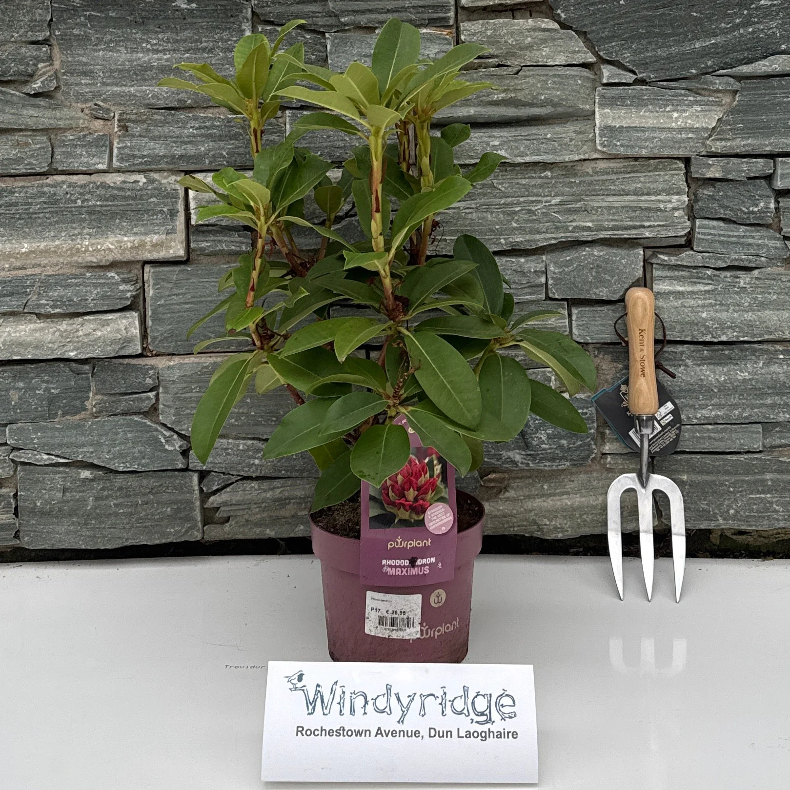 Rhododendron 2 litre Maximus