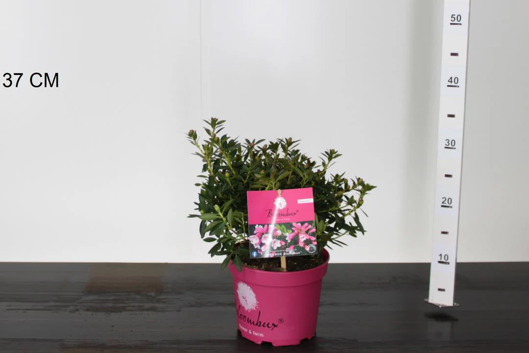 Rhododendron Bloombux Magenta - Image 3
