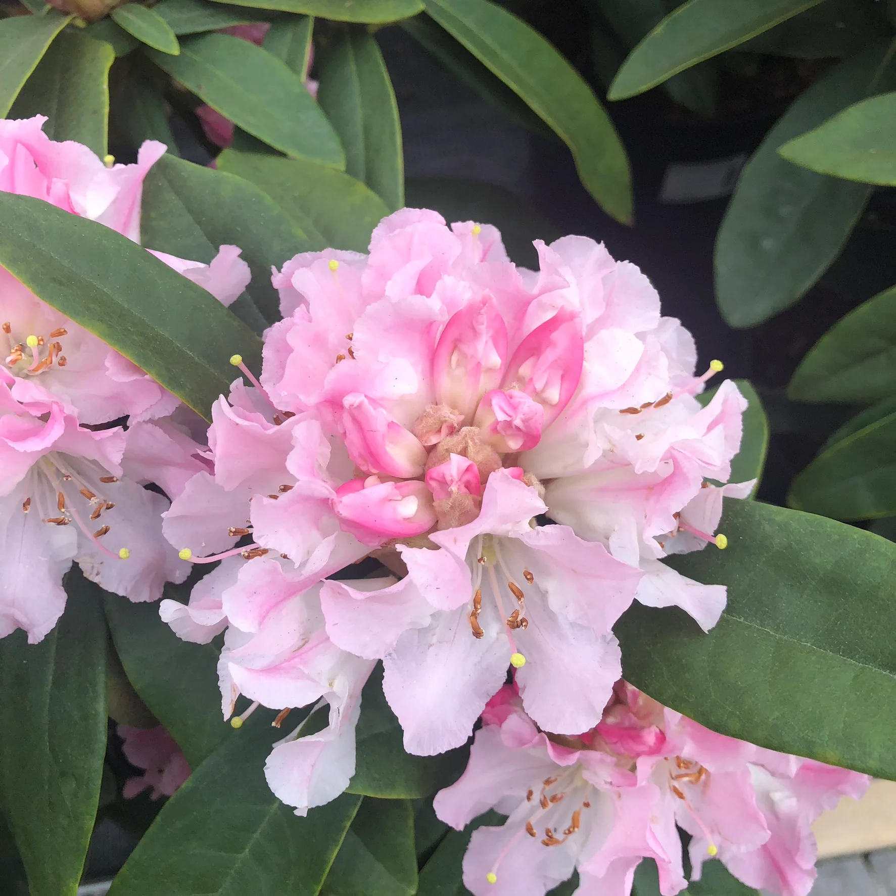 Rhododendron (C) Christmas Cheer