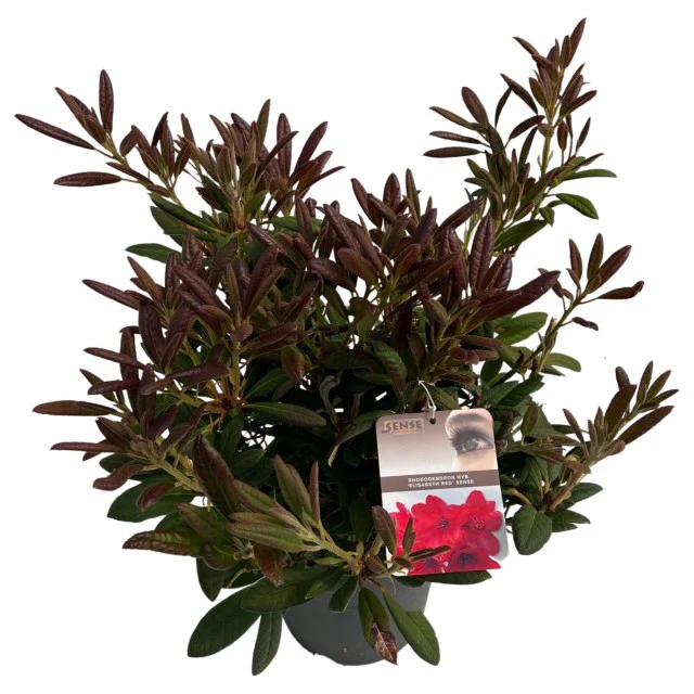 Rhododendron Elizab. Red Foliage  (5 Ltr pot) - Image 2