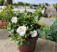 Rhododendron Encore PureWhiteJulia