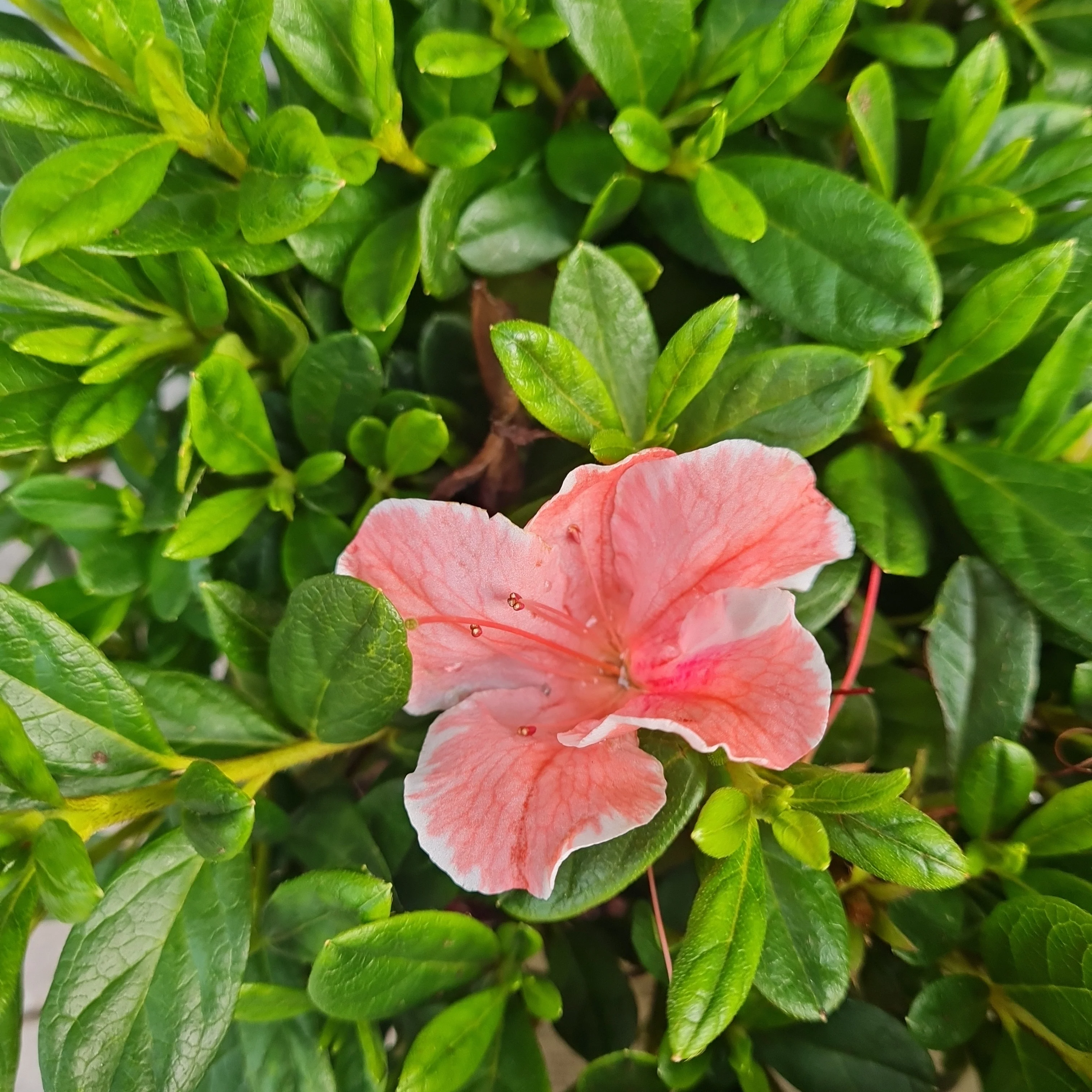 Rhododendron  Encore® Sunburst  / 3 Ltr pot