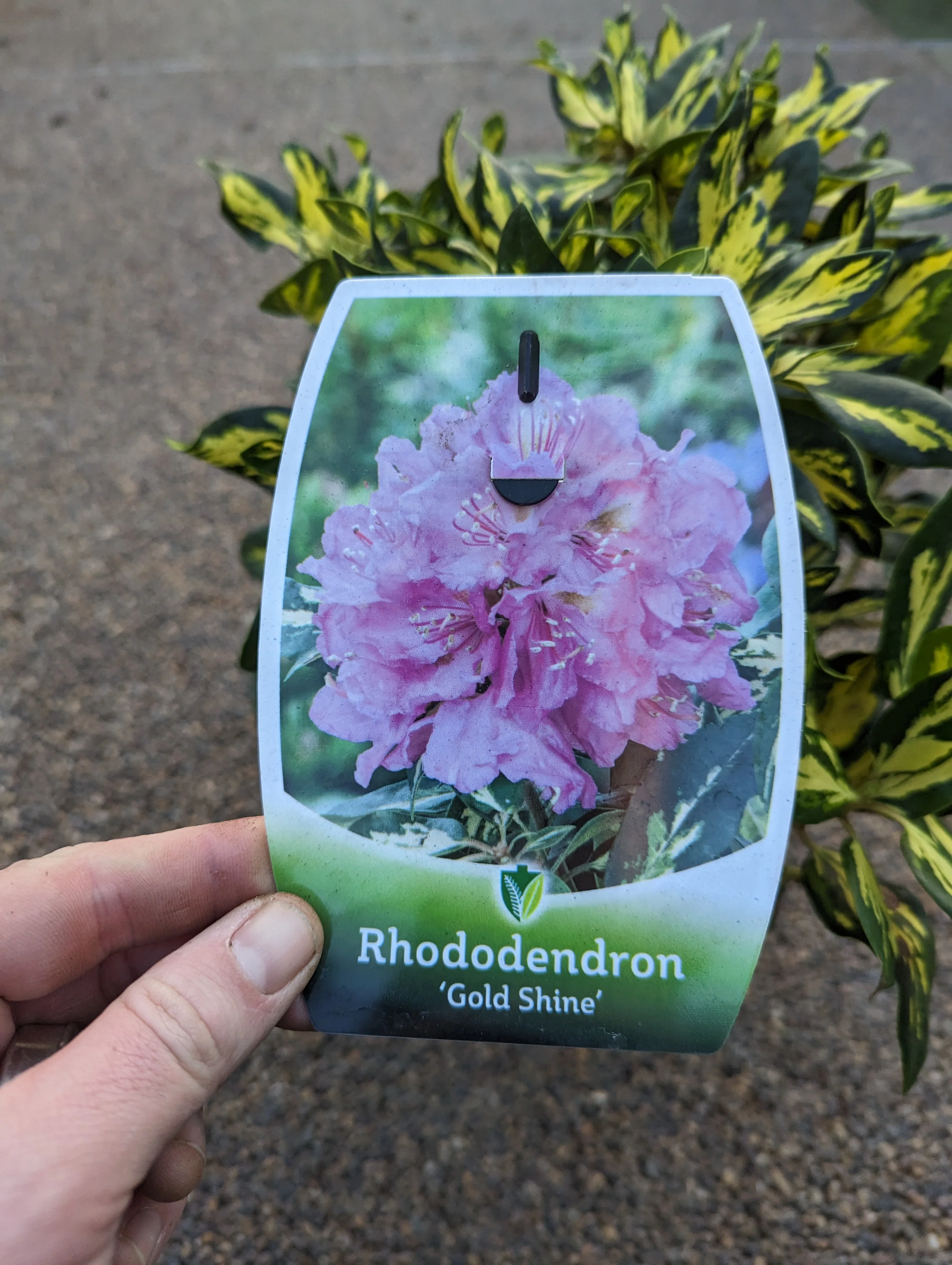 Rhododendron Gold Shine - Image 3