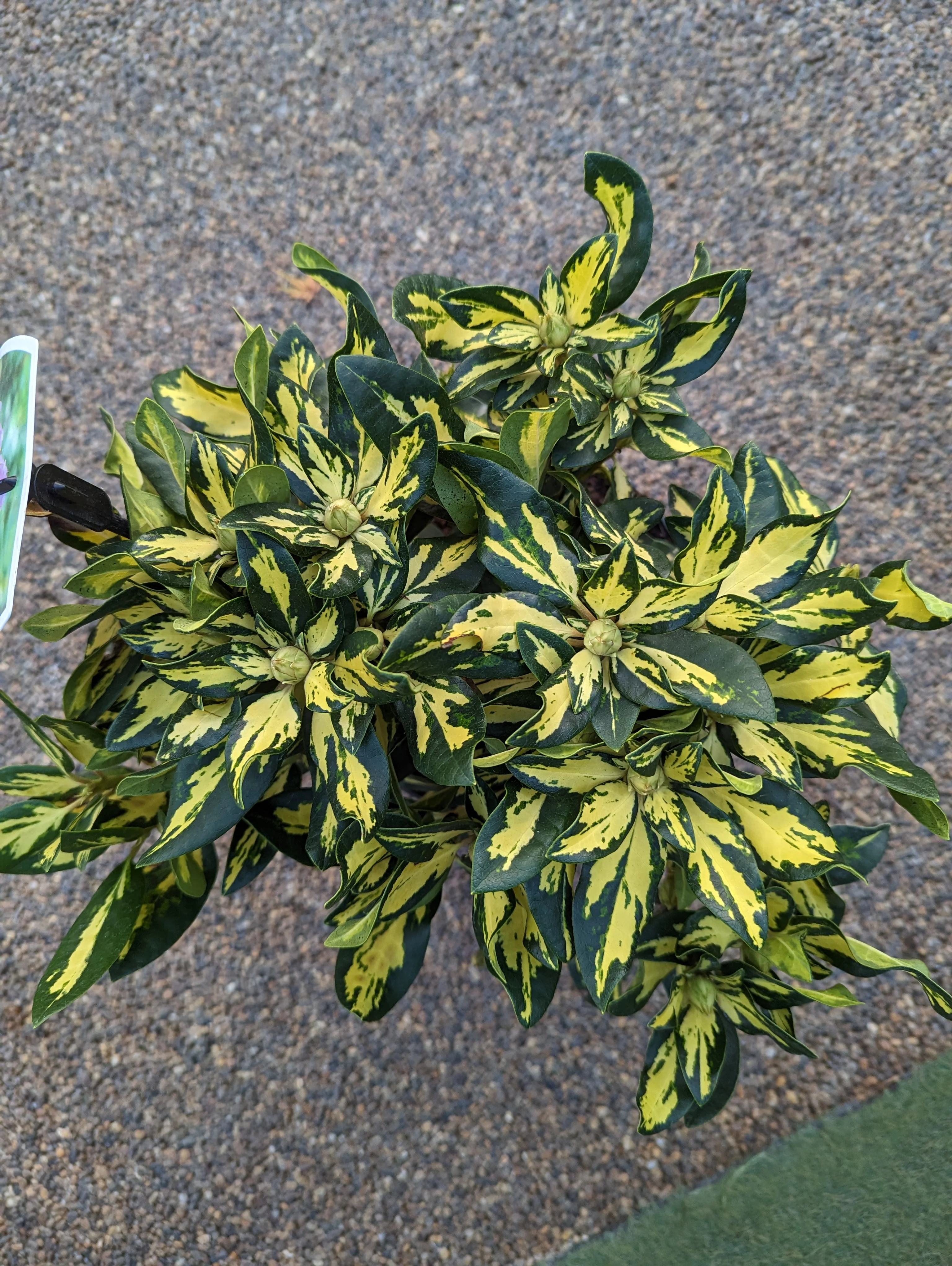 Rhododendron Gold Shine - Image 4