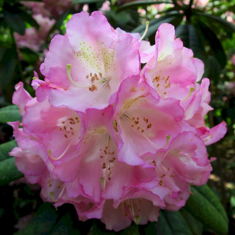Rhododendron Hybr.Brigitte III - Image 2