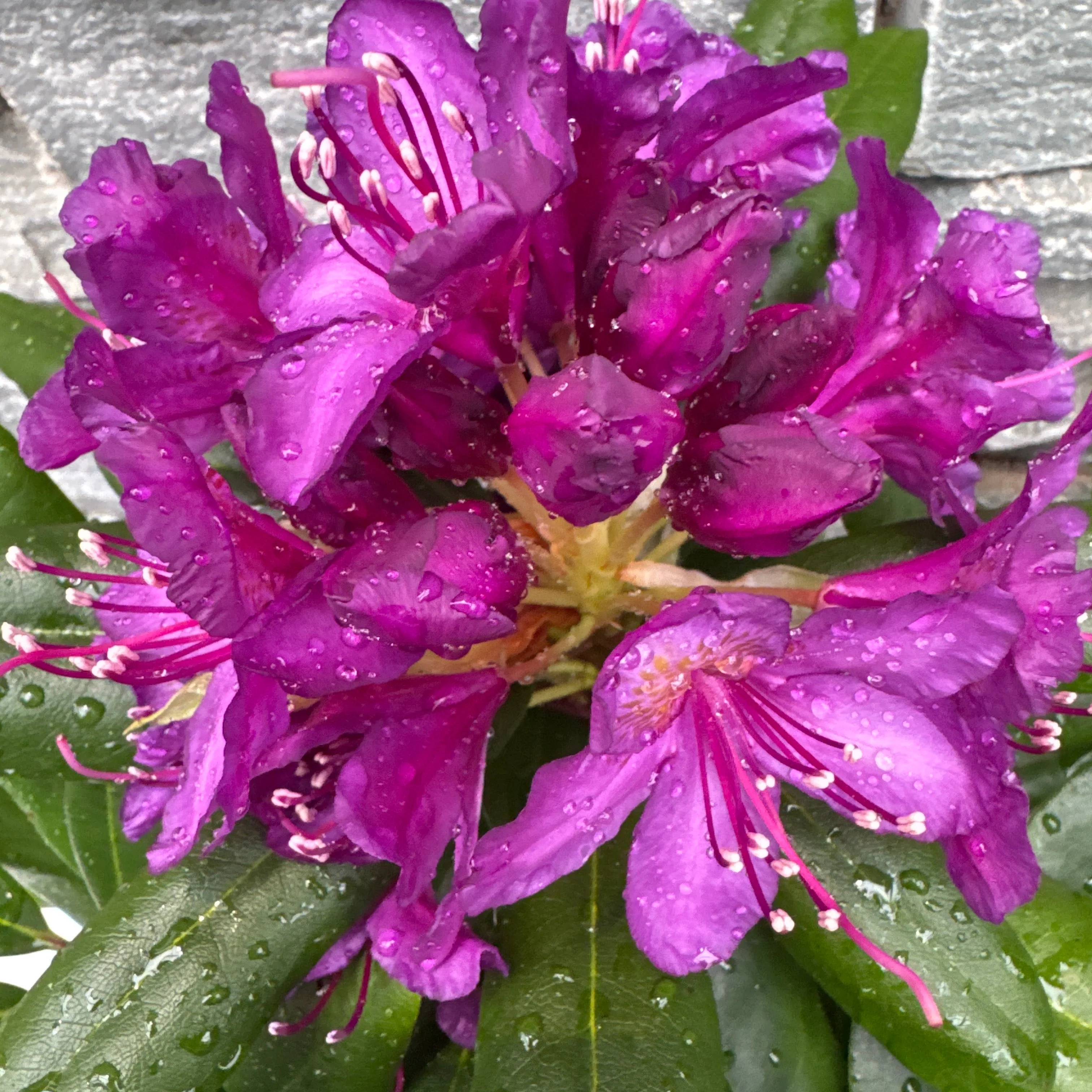 Rhododendron hybride mix P17 - Image 2
