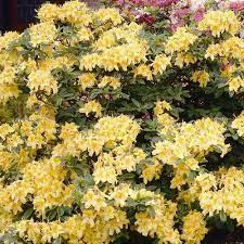 Rhododendron Parfumollis yellow 3 Ltr pot