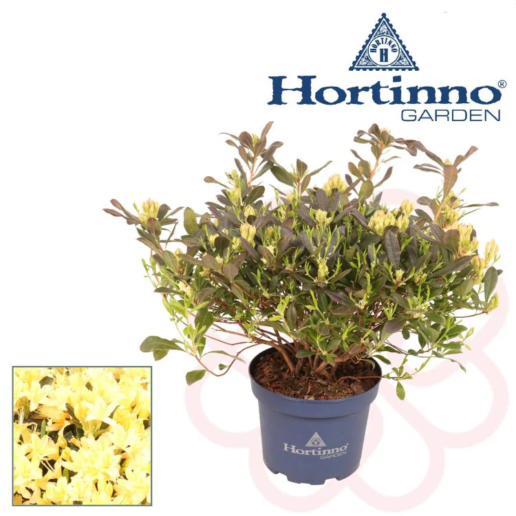 Rhododendron Parfumollis yellow 3 Ltr pot - Image 2