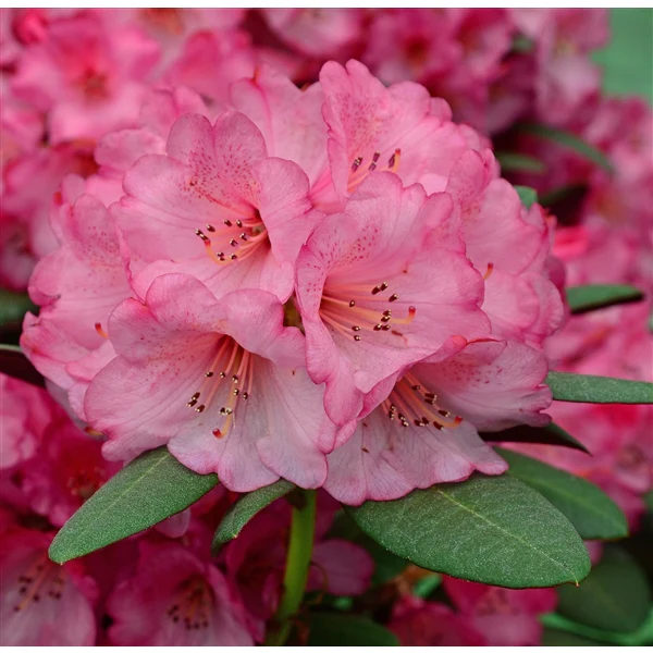 Rhododendron Wine&Roses