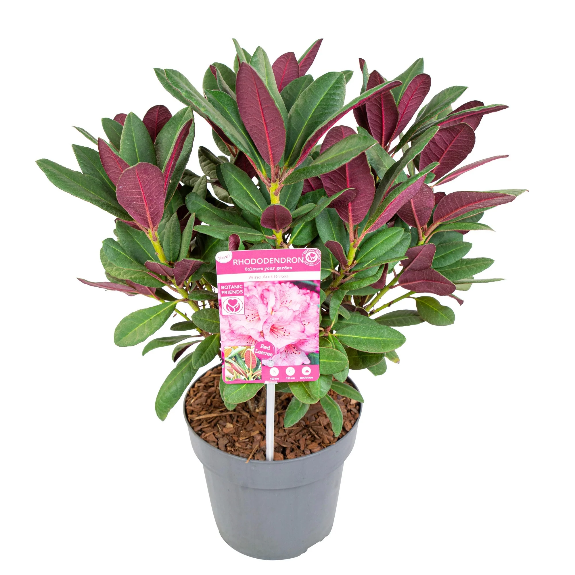 Rhododendron Wine&Roses - Image 2
