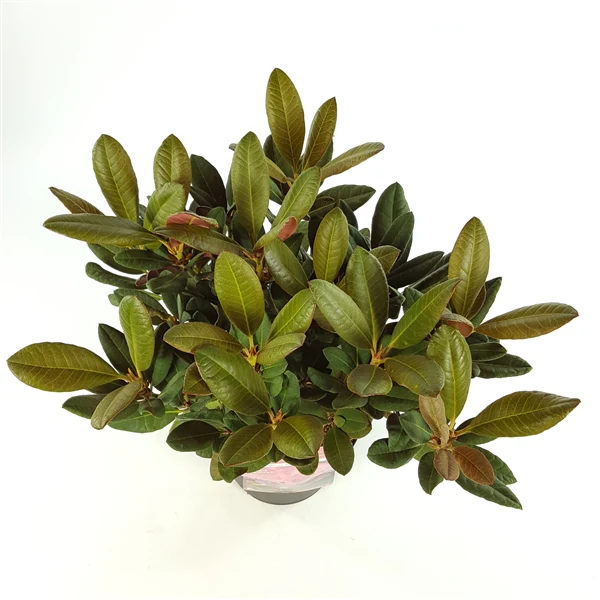 Rhododendron Wine&Roses - Image 3