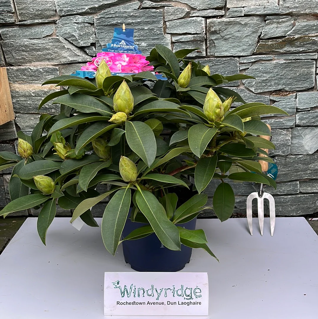 Rhododendron XXL - Image 2