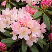 Rhododendron (Y) Percy Wiseman - Image 2