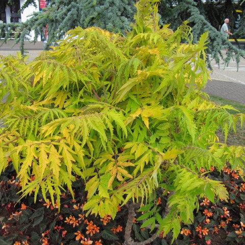 Rhus typh. Tiger Eyes 3 Ltr pot
