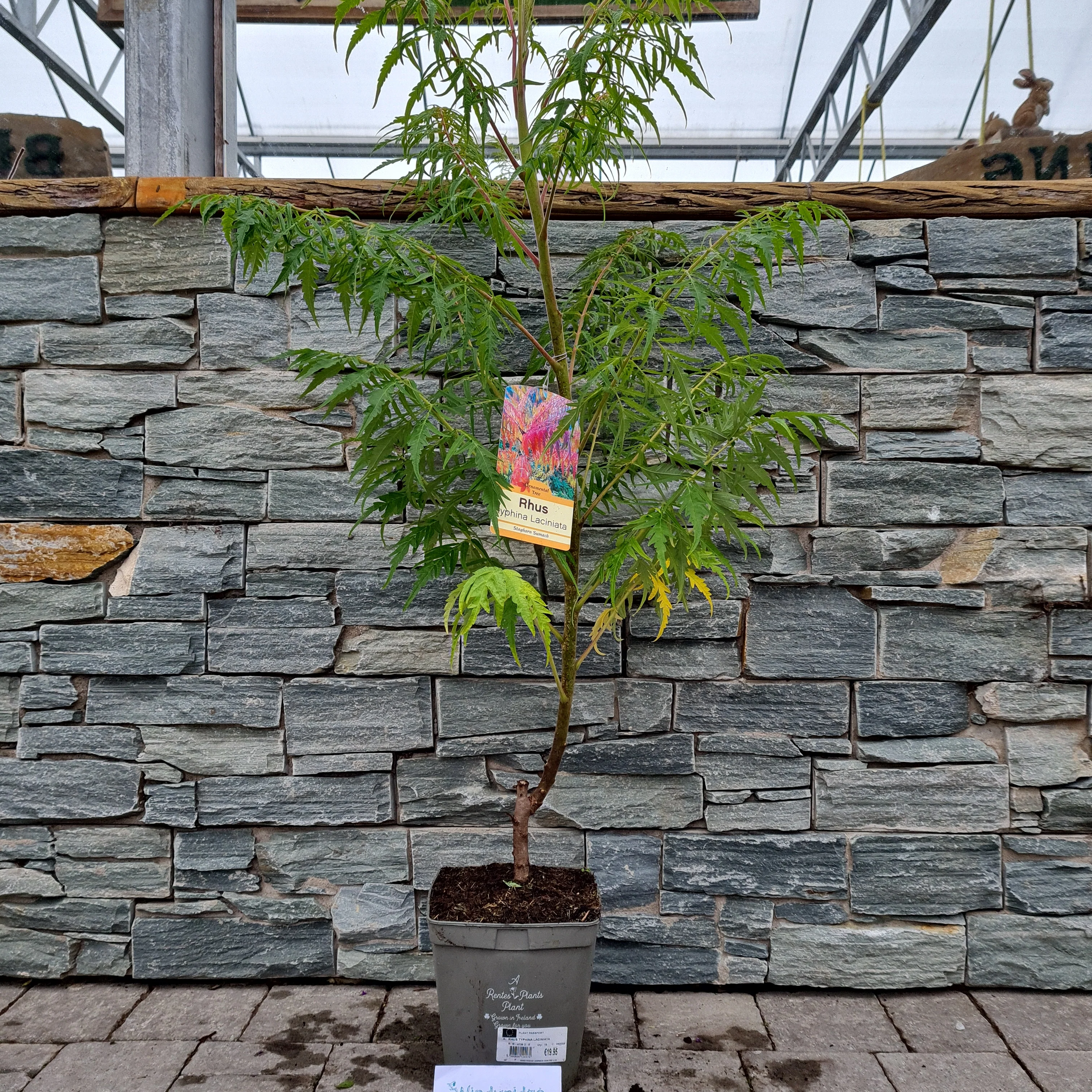 RHUS TYPHINA LACINIATA - Image 2