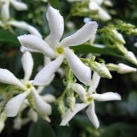 RHYNCOSPERMUM JASMINOIDES CLT 2 H 80 - 100 CM - Image 2