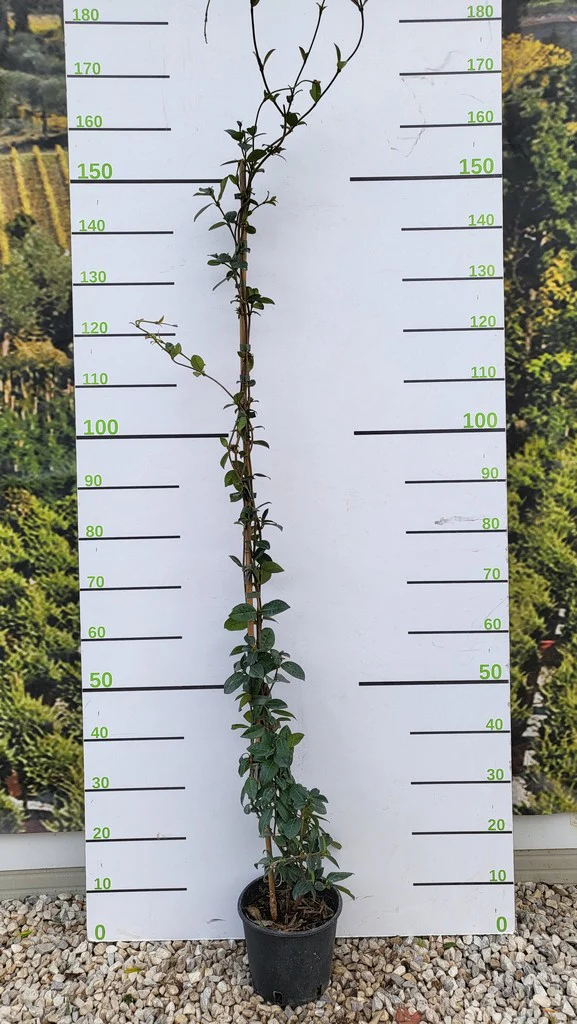 RHYNCOSPERMUM JASMINOIDES H 125 - 150 CM