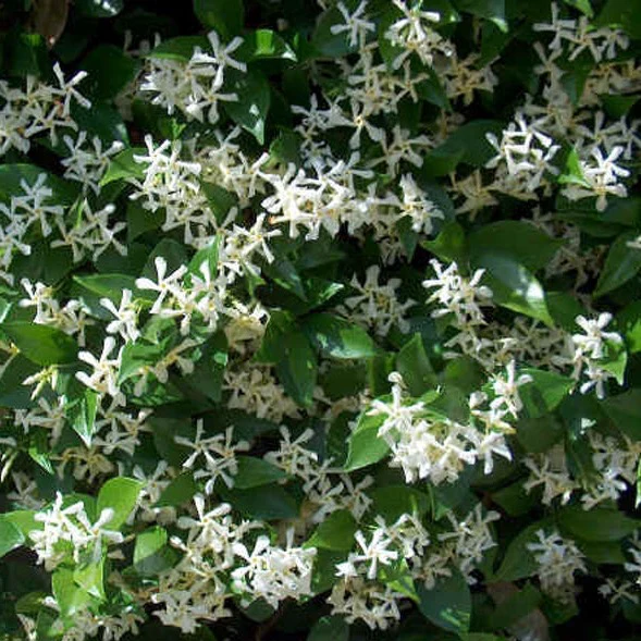 RHYNCOSPERMUM JASMINOIDES H 125 - 150 CM - Image 2