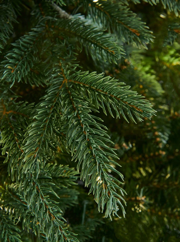 RIVINGTON FIR - 8.5ft Tree - Image 2