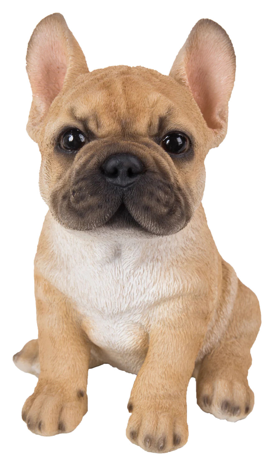 RL French Golden Bulldog A