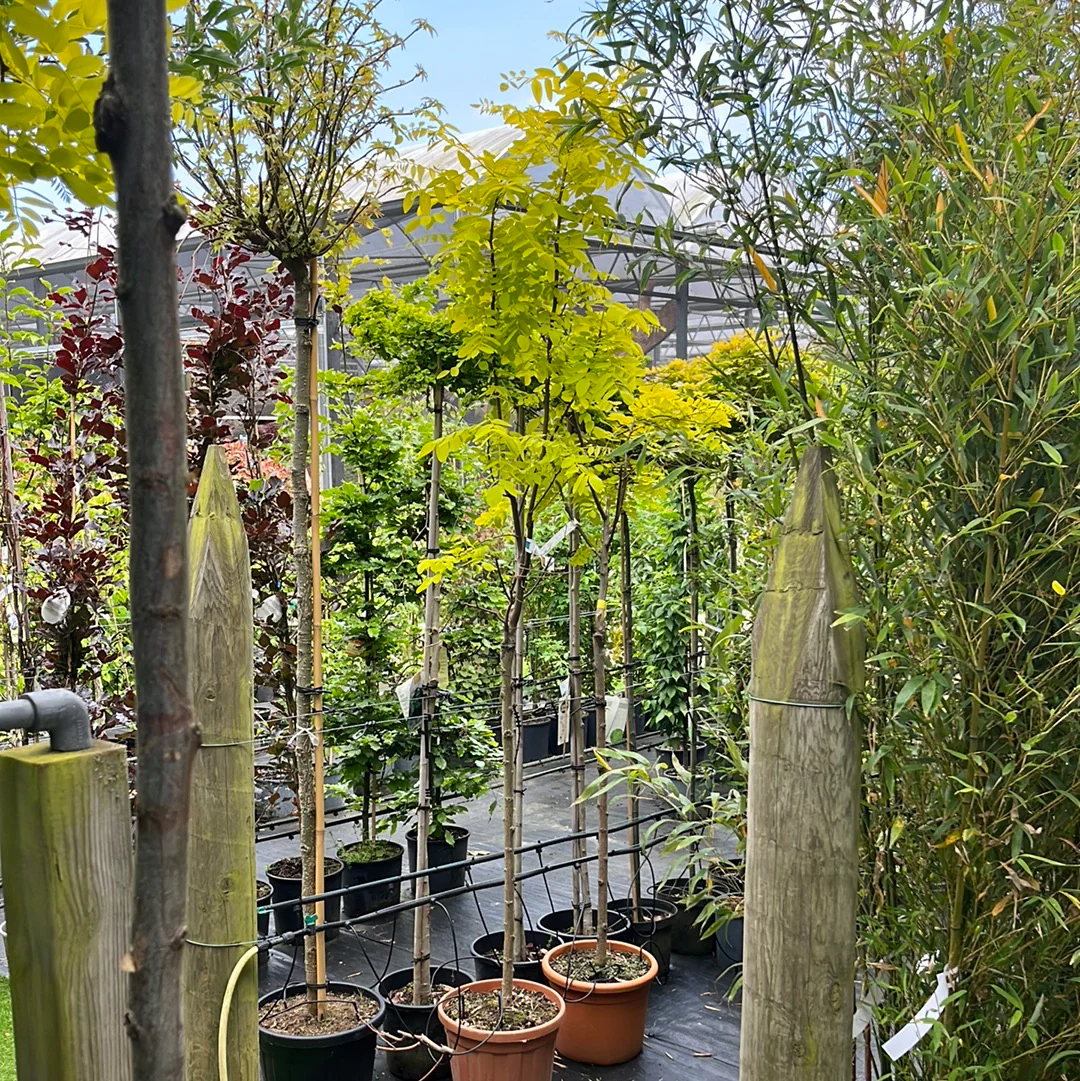 ROBINIA PSEUD. FRISIA CLT 25 CIRC. TR. 10 - 12 CM 1/2 STD