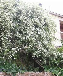 ROSA BANKSIA ALBA CLT 7/9 H 150 CM + RAMP.