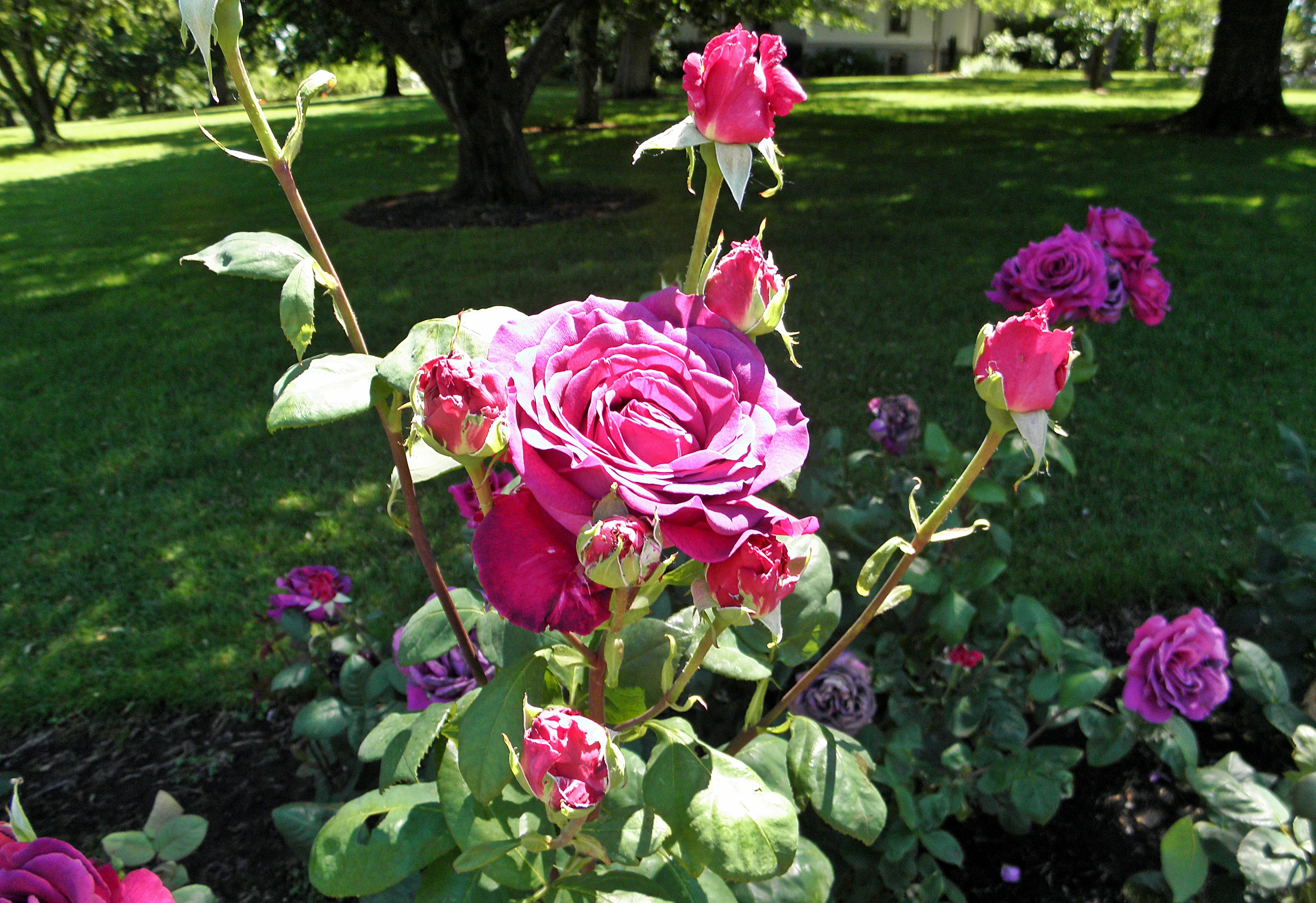 Rosa Big Purple - Image 5