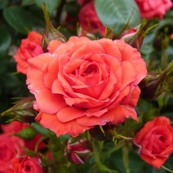 ROSA BIRTHDAY WISHES