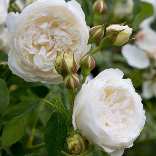 Rosa 'Claire Austin' - Image 2