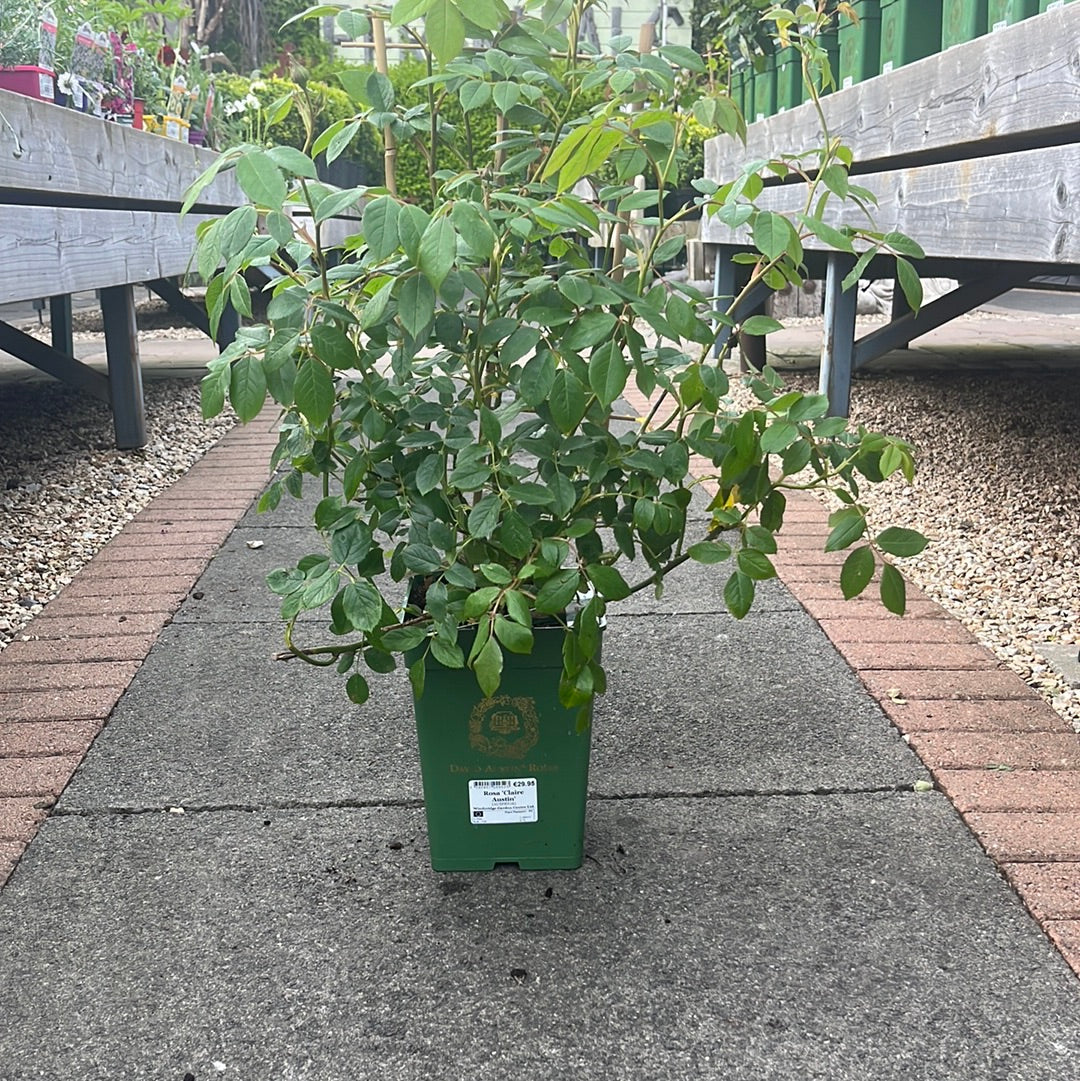 Rosa 'Claire Austin' - Image 4