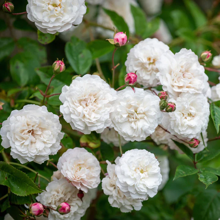ROSA FELICITE ET PERPETUE