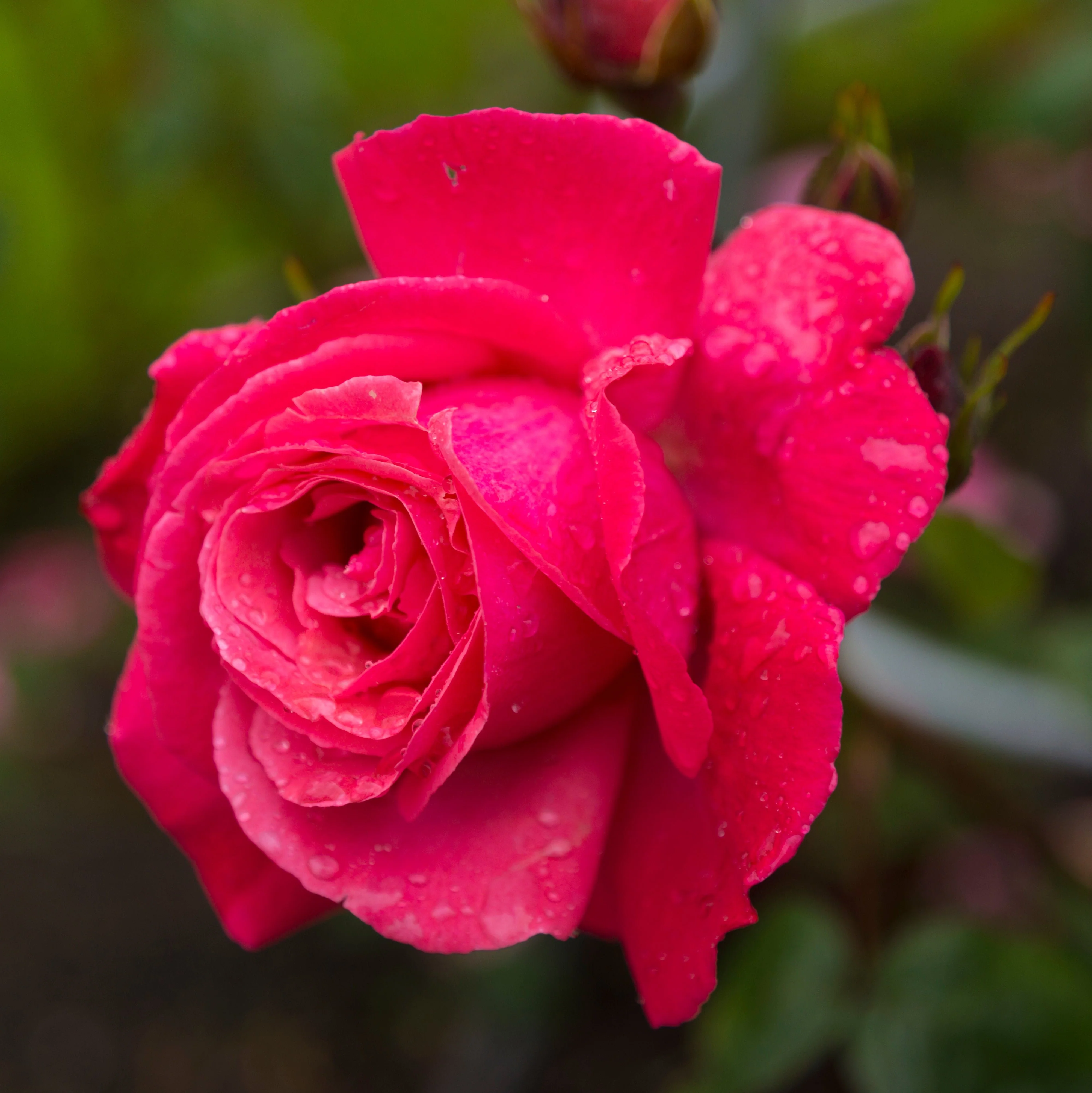 ROSA GALWAY BAY