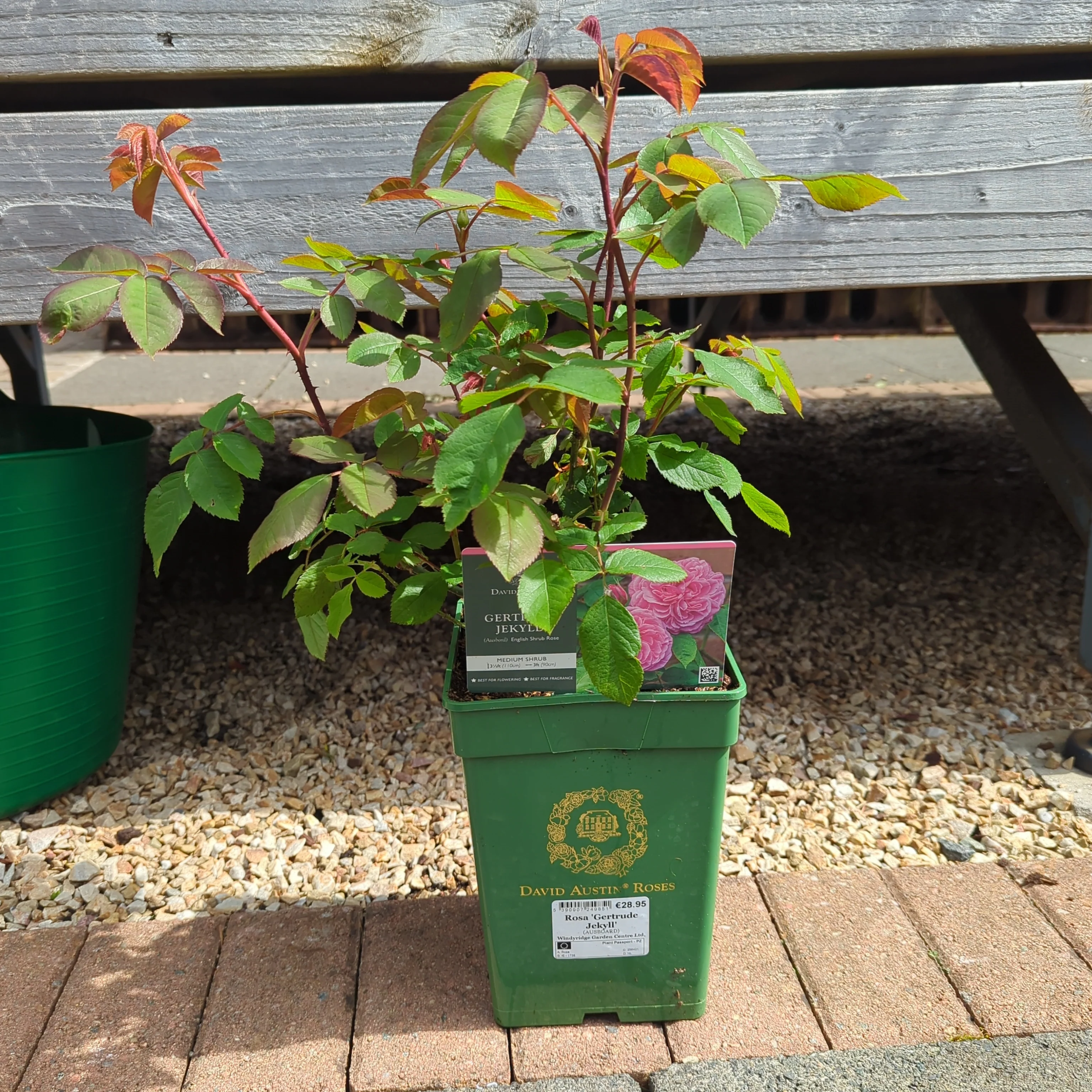 Rosa 'Gertrude Jekyll' - Image 3