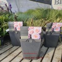 ROSA H Congratulations Hybrid Tea - Image 2