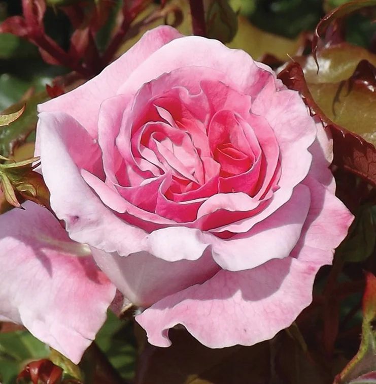 ROSA H Thank You Floribunda