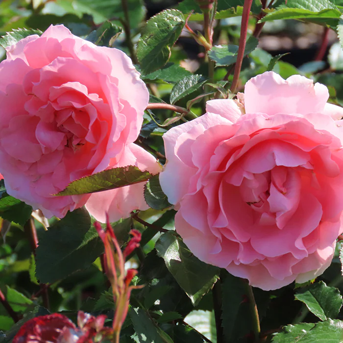 ROSA H Thank You Floribunda - Image 4