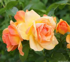 Rosa  Hansestadt Rostock - Image 3