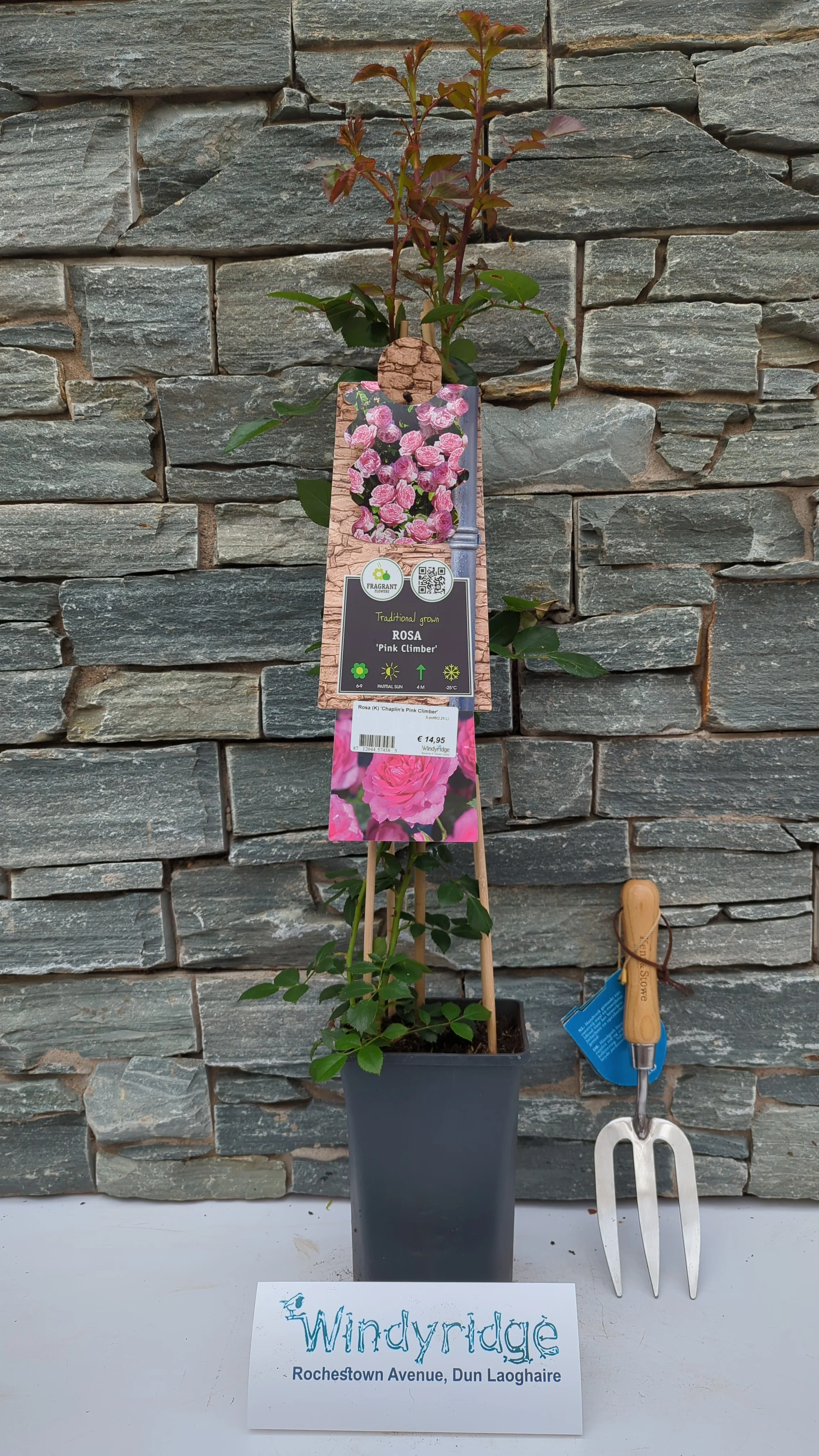 Rosa (K) Chaplins Pink Climber - Image 2