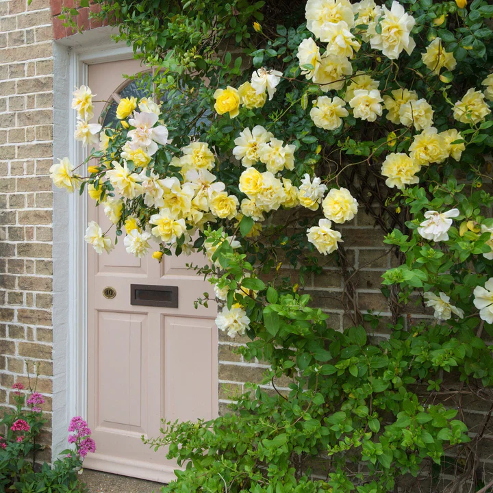 Rosa (K) Golden Showers 3 L - single cane