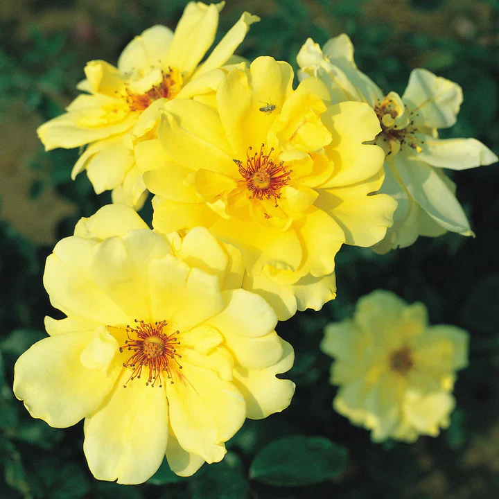 Rosa (K) Golden Showers 3 L - single cane - Image 2