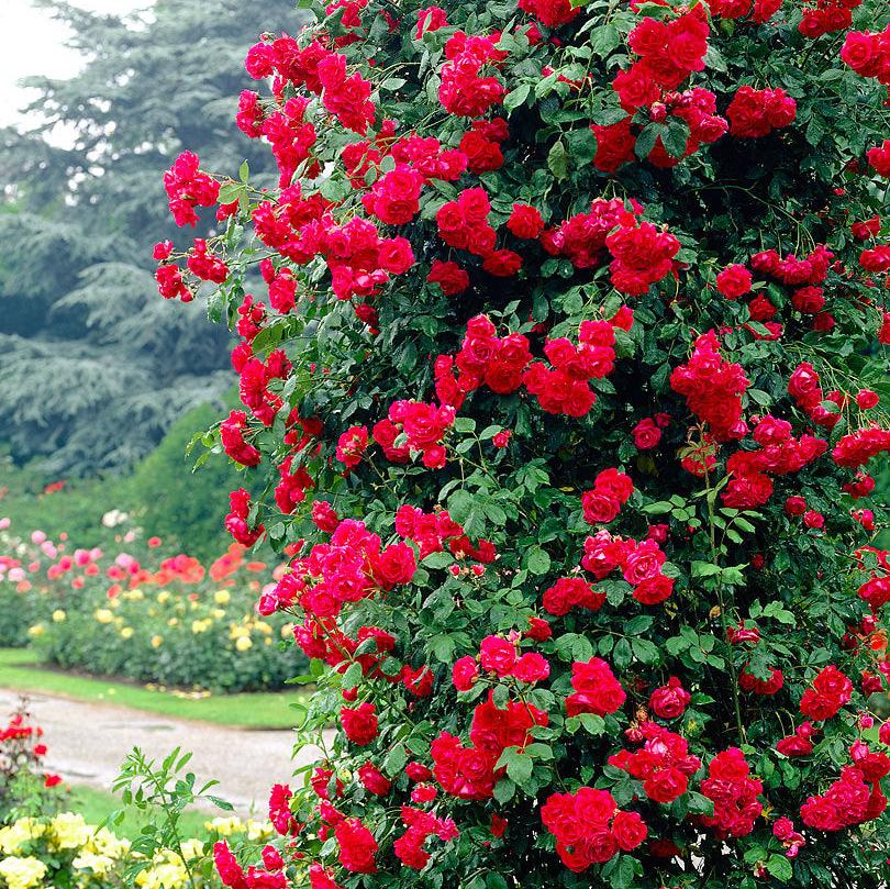 Rosa (K) Pauls Scarlet Climber 3 L - single cane