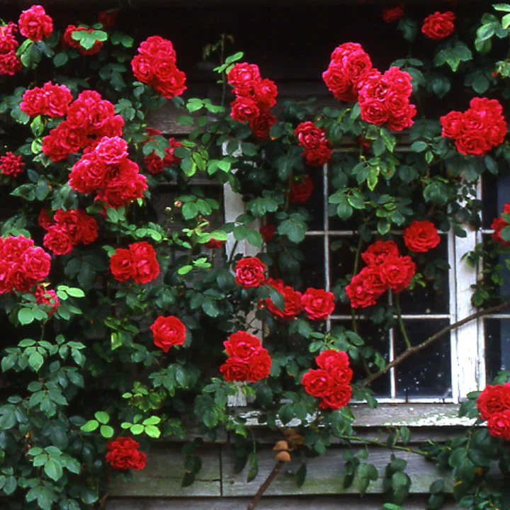 Rosa (K) Pauls Scarlet Climber 3 L - single cane - Image 2
