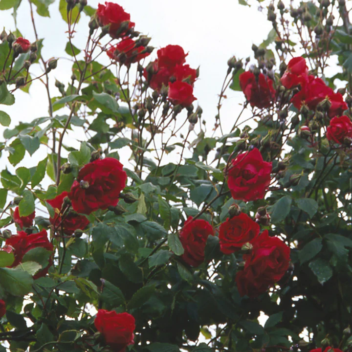 Rosa (K) Pauls Scarlet Climber 3 L - single cane - Image 3