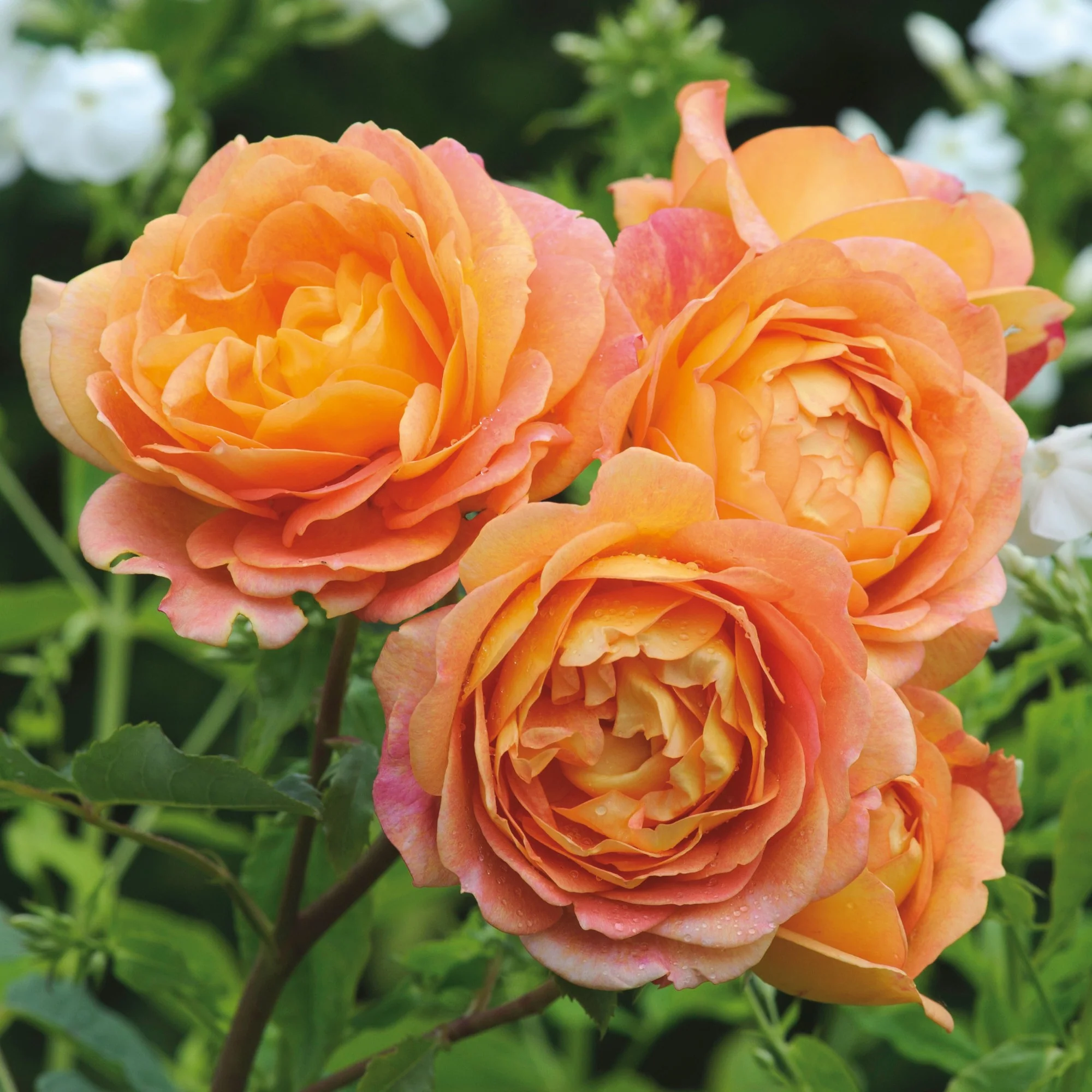 Rosa Lady of Shalott