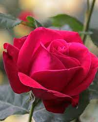 Rosa Mothers Day - Image 3