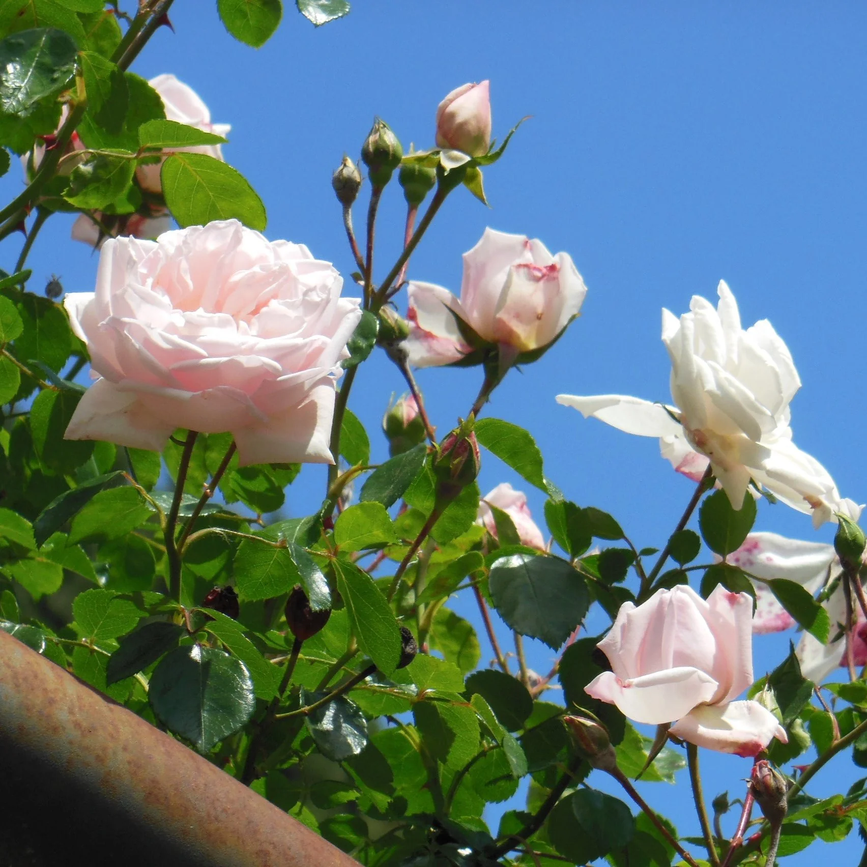 Rosa New Dawn - Image 2
