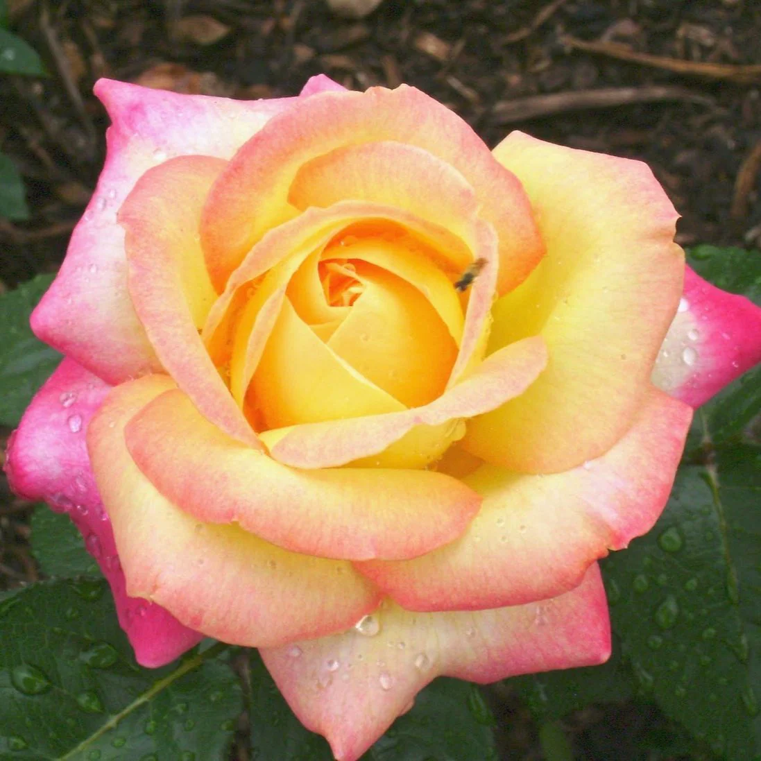 Rosa Peace - Image 2